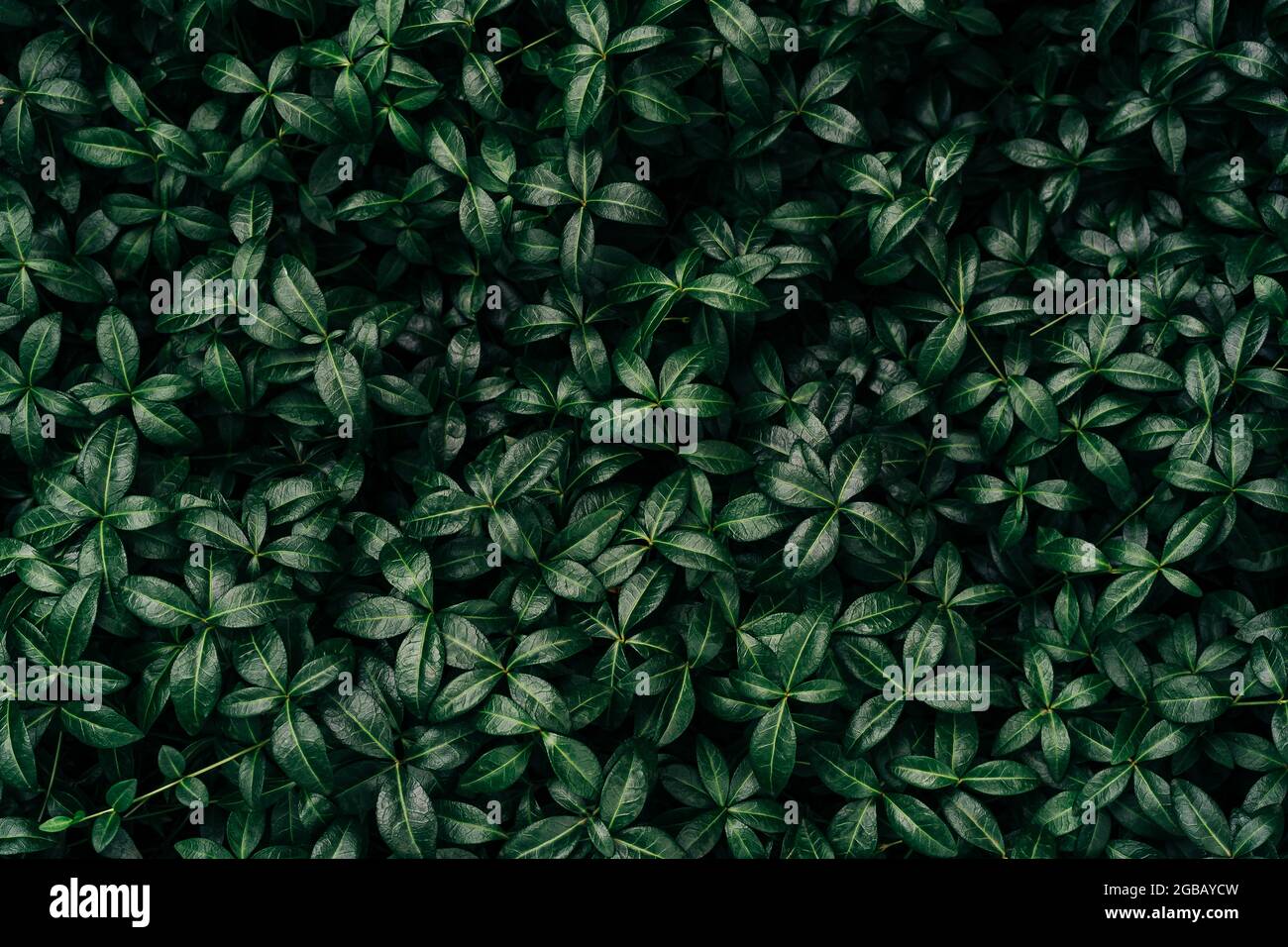 Dark green leaves pattern background, Natural background and wallpaper. Black tropical abstract green grass texture. Ornamental plant in the garden Stock Photo