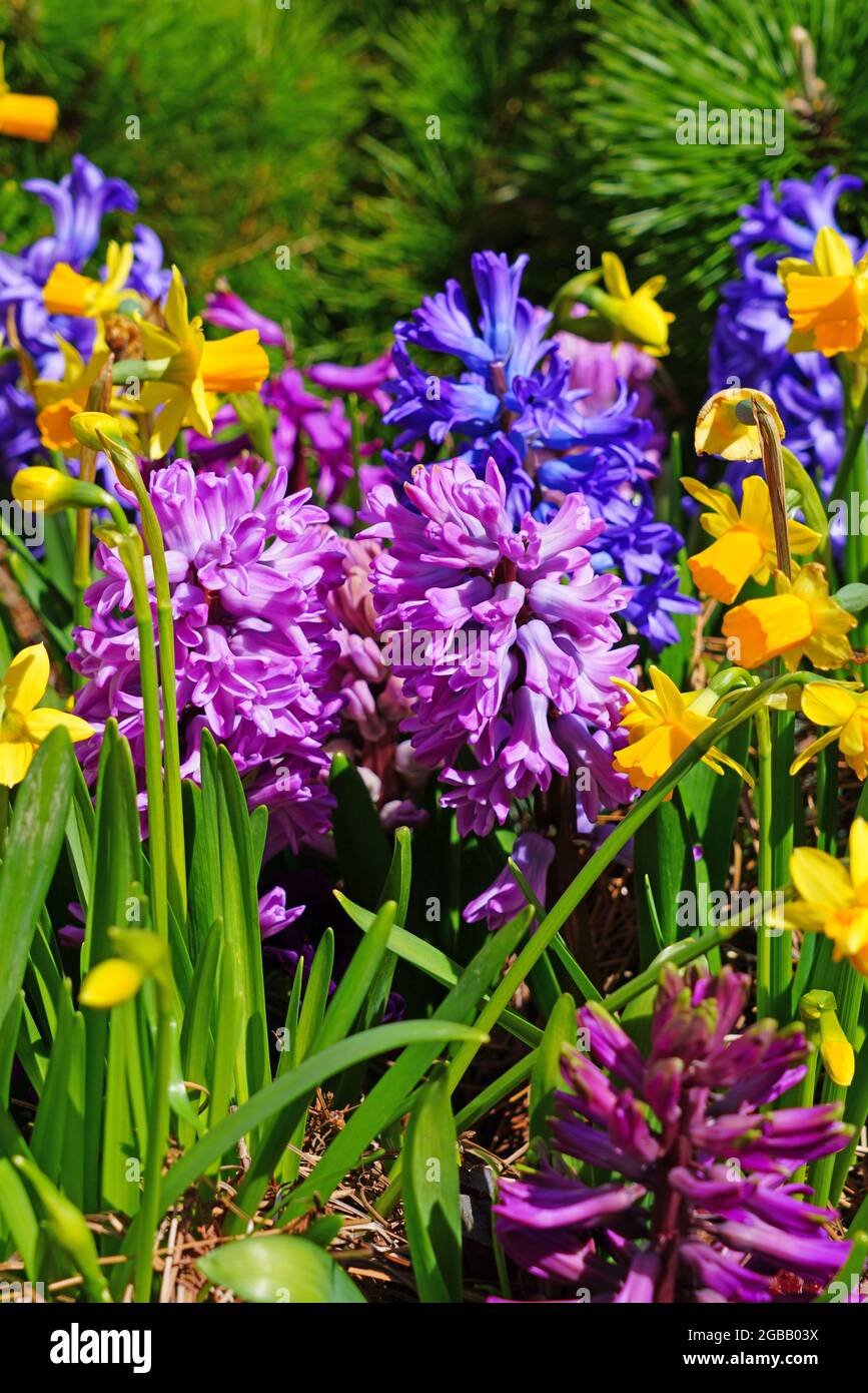 Spring flower border with pink and purple hyacinths and yellow daffodils  Stock Photo - Alamy