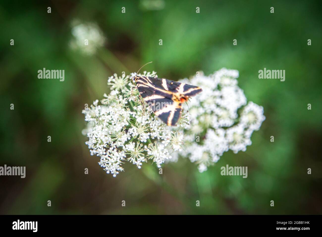 National park Thayatal - Russischer Bär, Jersey Tiger moth (Euplagia quadripunctaria) Stock Photo