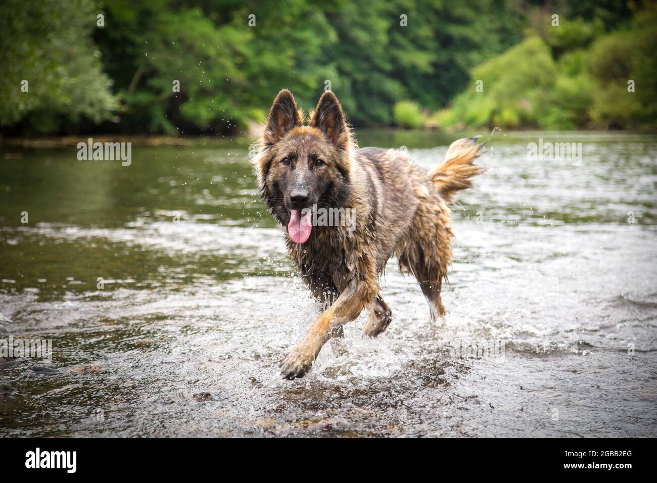 Austrian german shepherd 2025