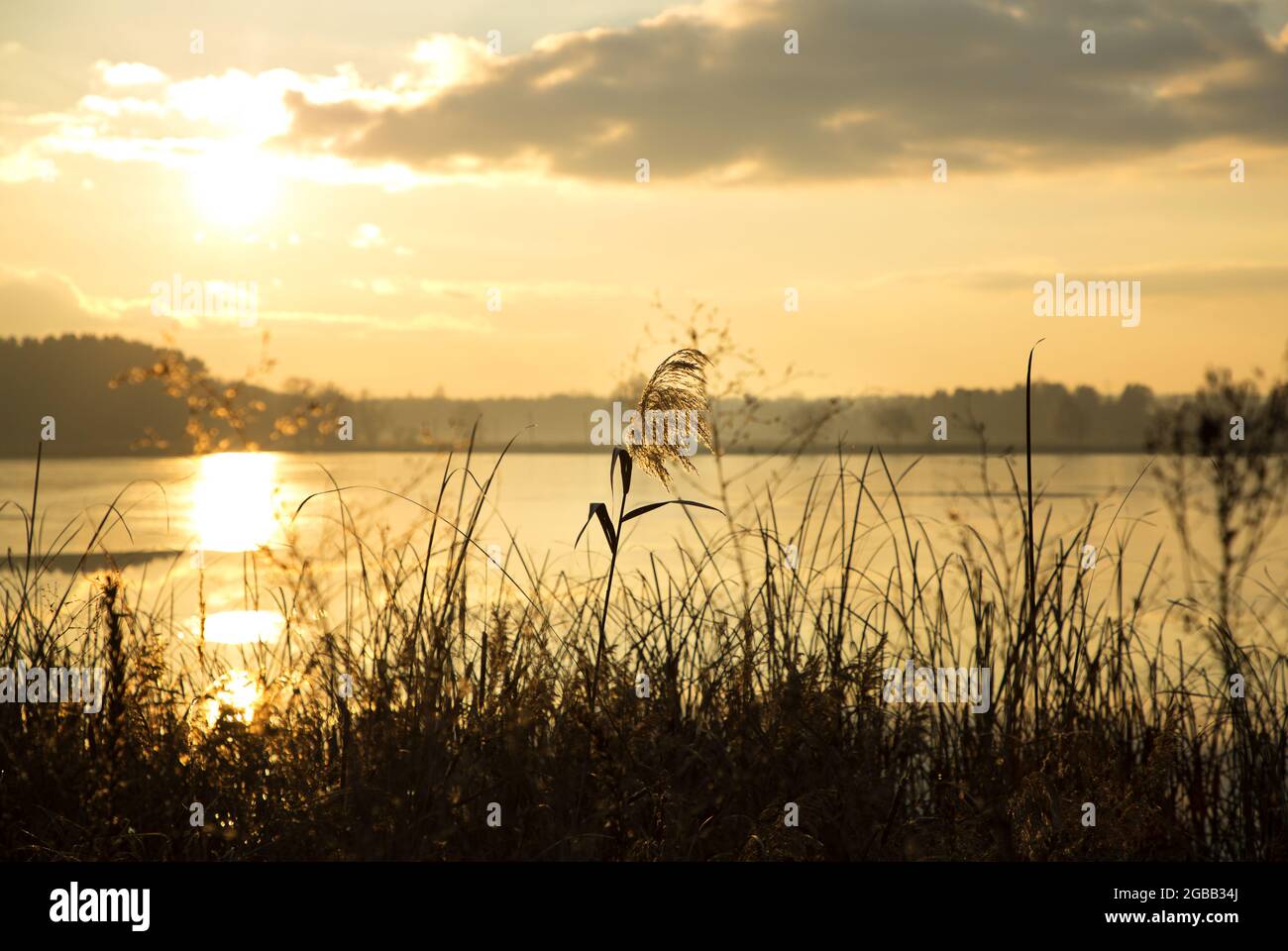 Beautiful natural landscape. Reeds, sun, lake. Sunset time. Sunny path ...