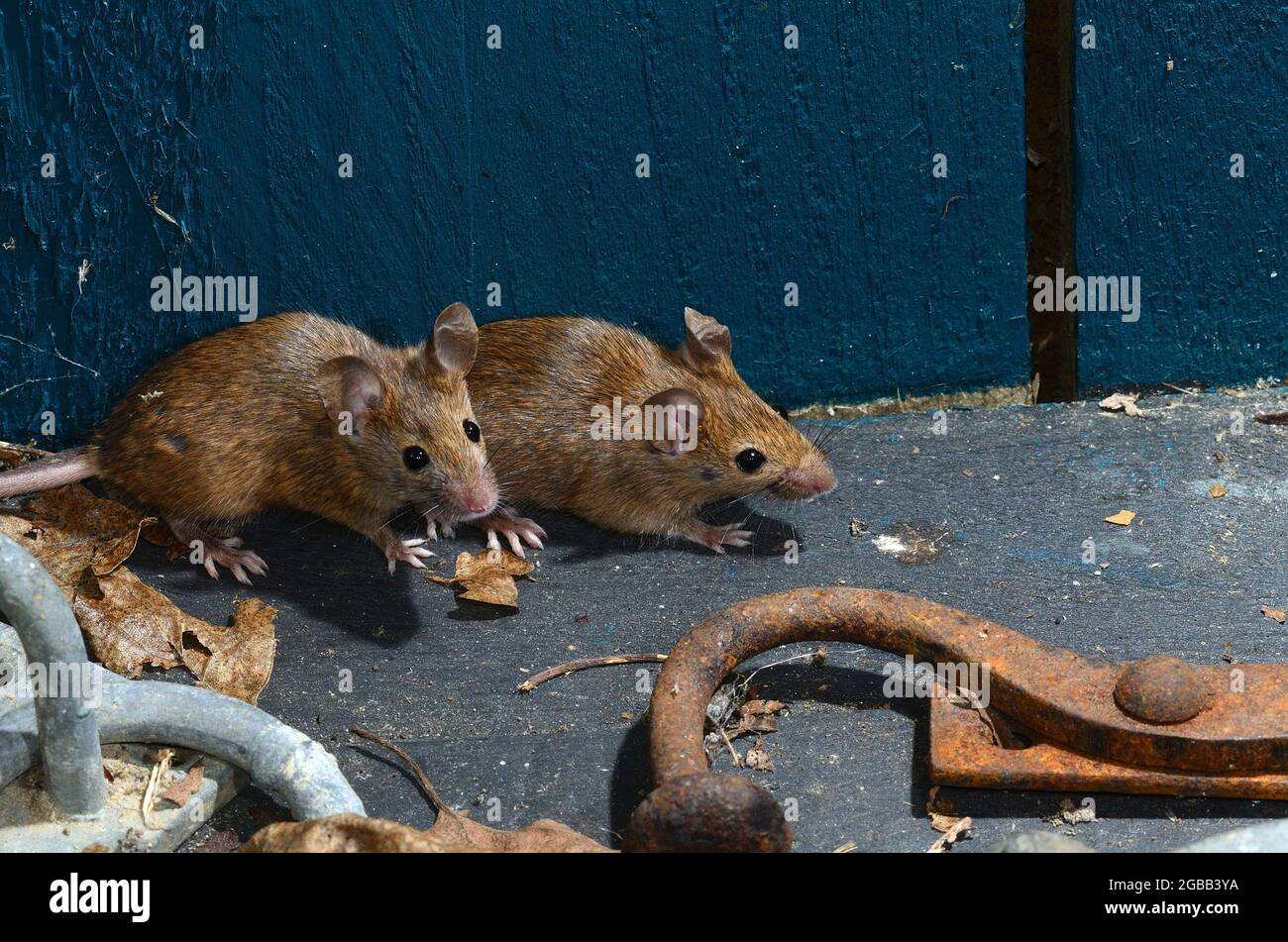 mice in garden shed