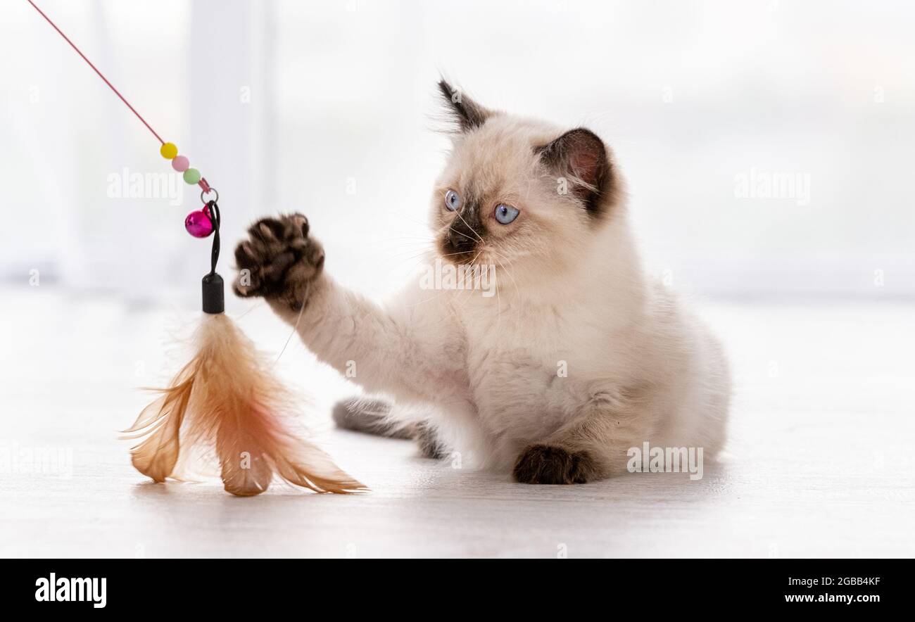 Ragdoll kitty hires stock photography and images Alamy