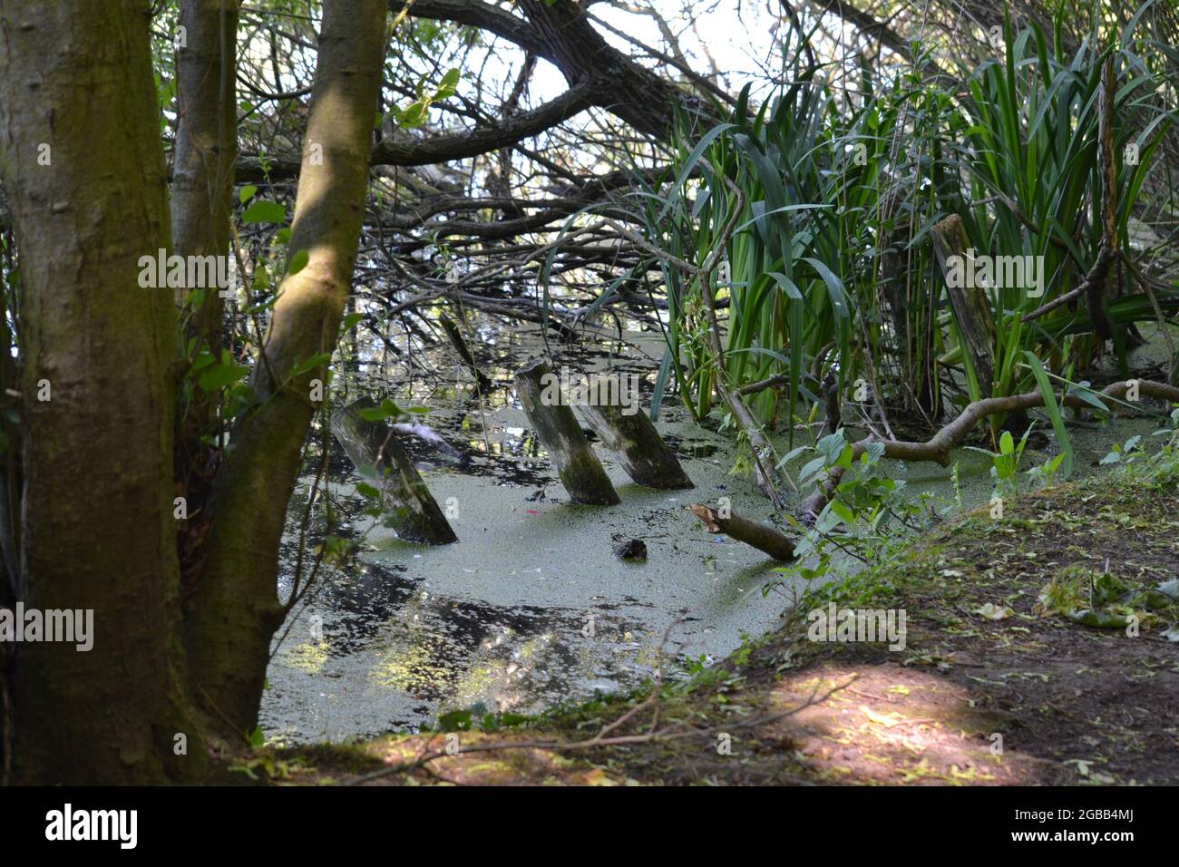 Swampy Area At The Side Of Scarborough Mere - Tree Branches - Tree Stumps - Murky Water - Yorkshire - UK Stock Photo