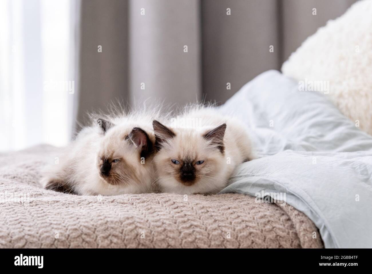 Kittend Ragdoll sleeping in the bed Stock Photo Alamy