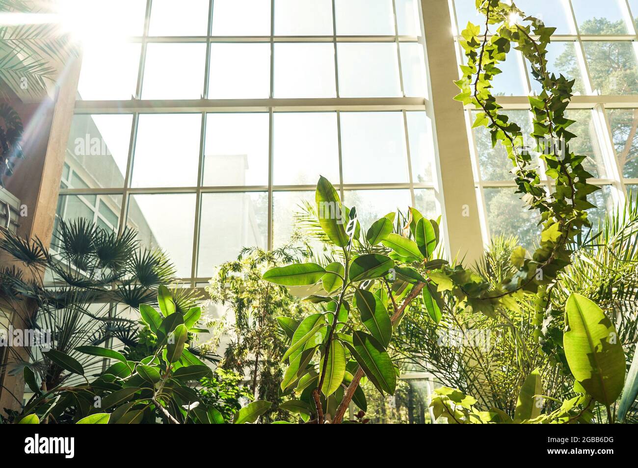 Green plants in botanical garden indoor. Sunshine in panoramic window. Fresh natural background. Stock Photo