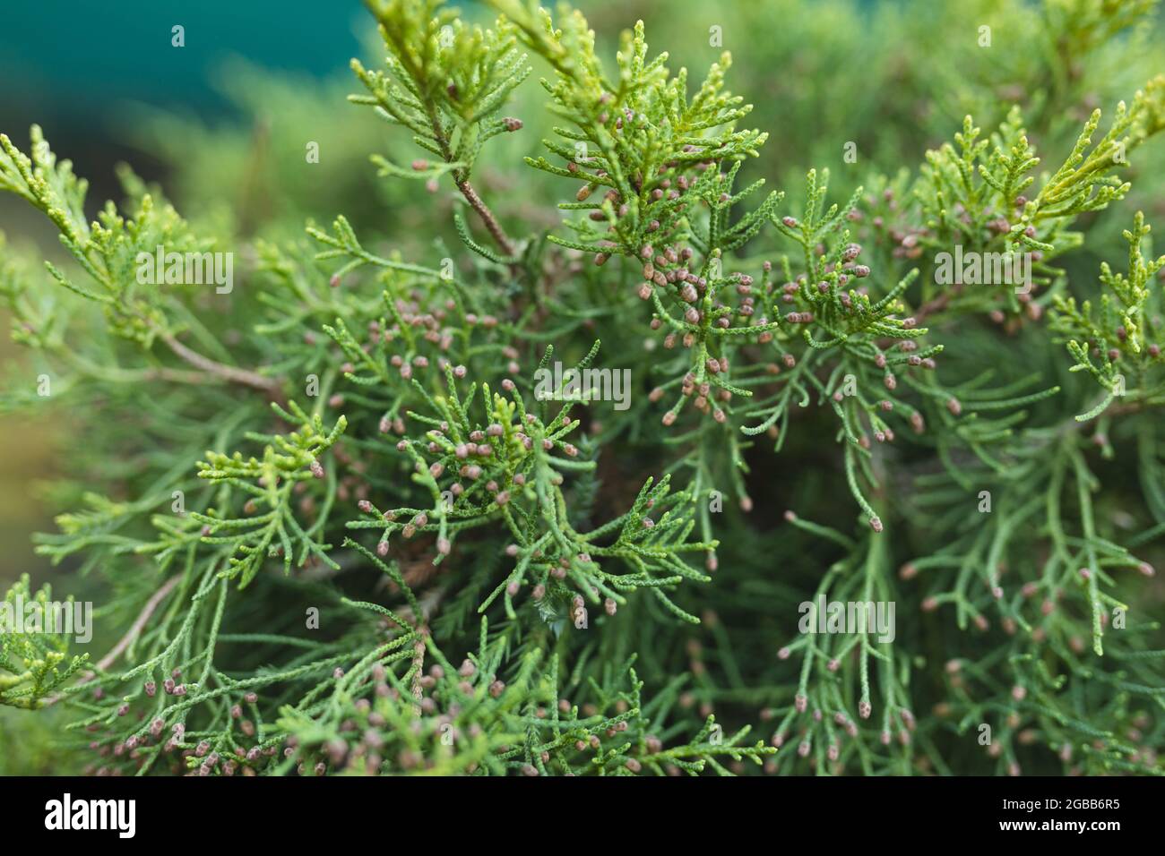 Specialist plant nursery hi-res stock photography and images - Alamy
