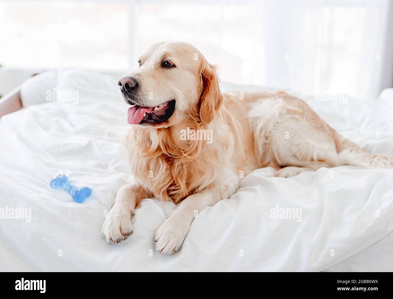 Golden retriever dog in the bed Stock Photo - Alamy