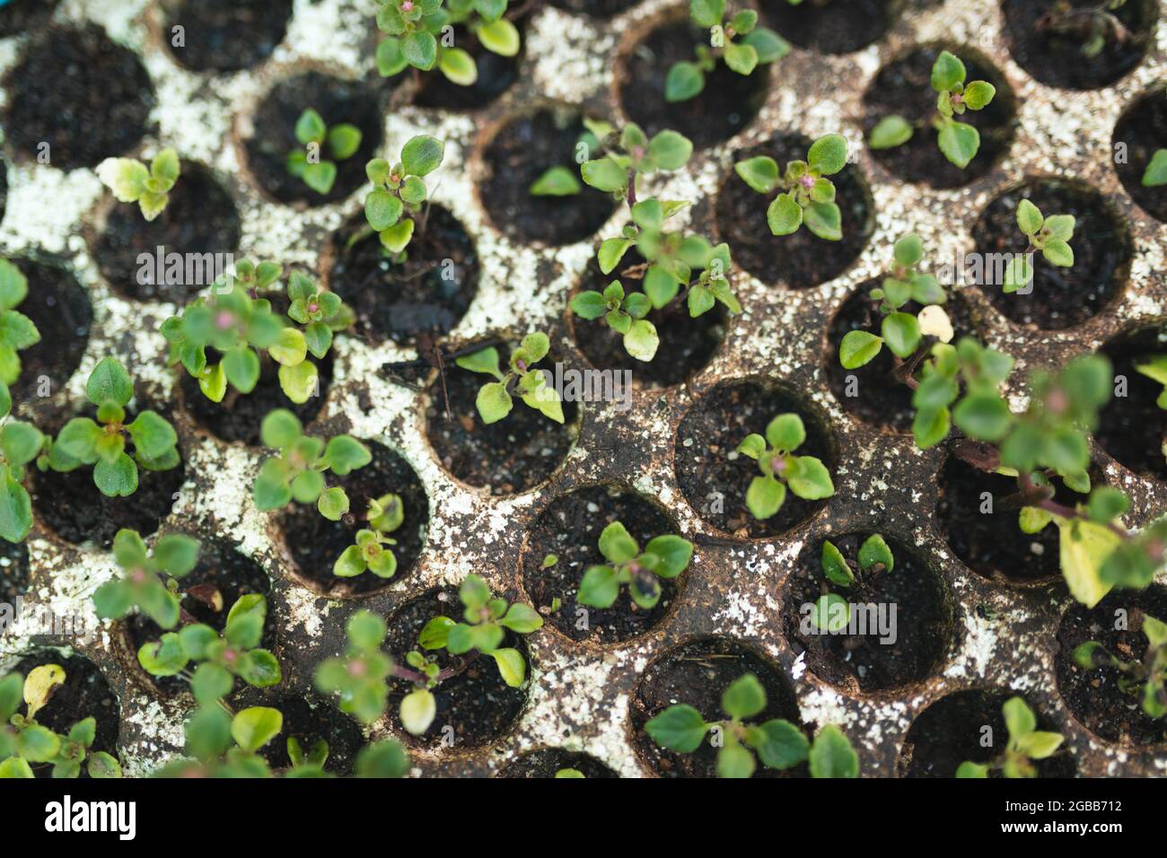 Container garden hires stock photography and images Alamy