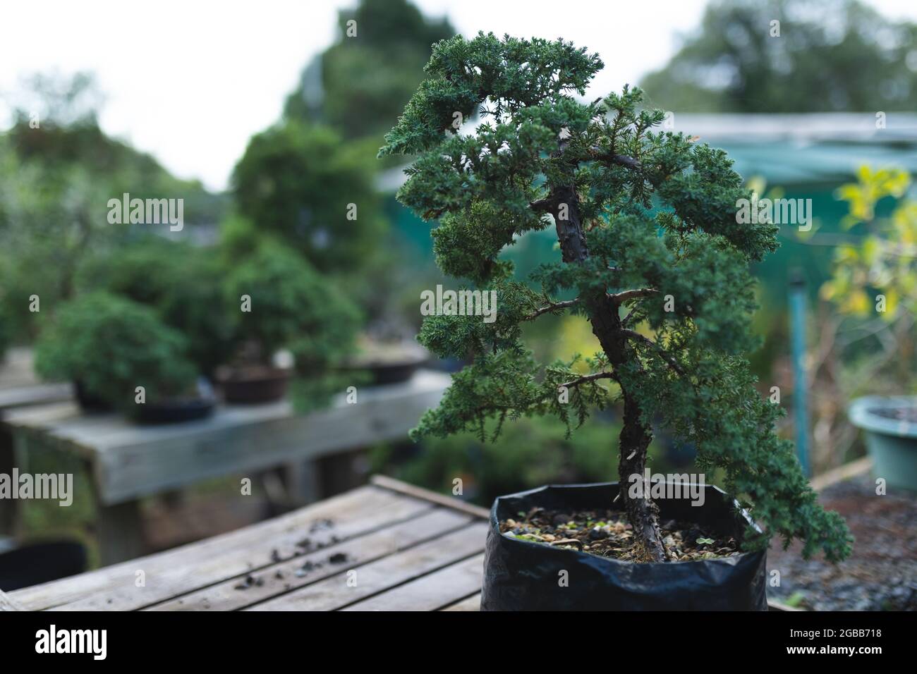 Bonsai tree seedling in growing in pot at garden centre Stock Photo Alamy