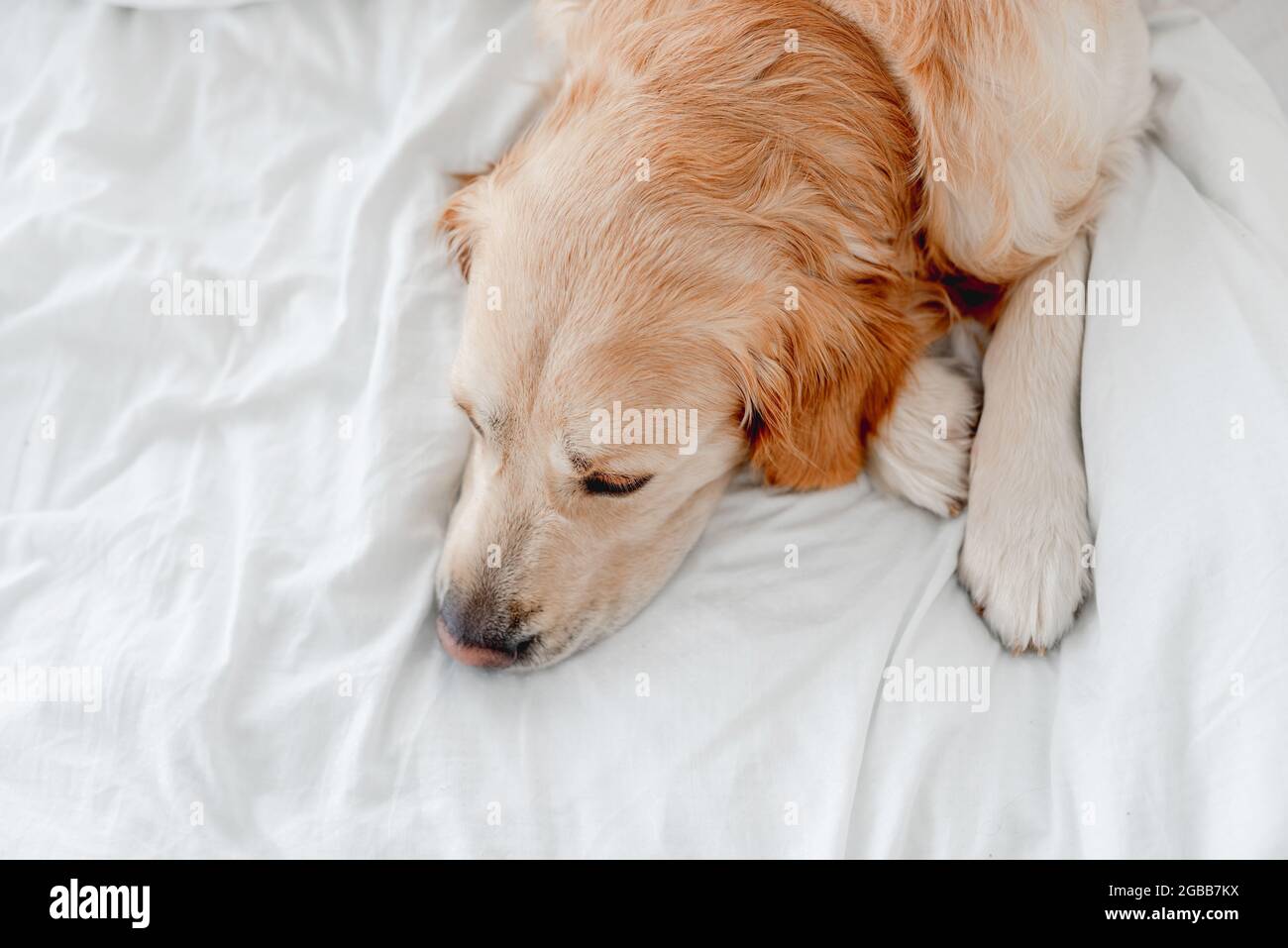 Golden retriever dog in the bed Stock Photo - Alamy