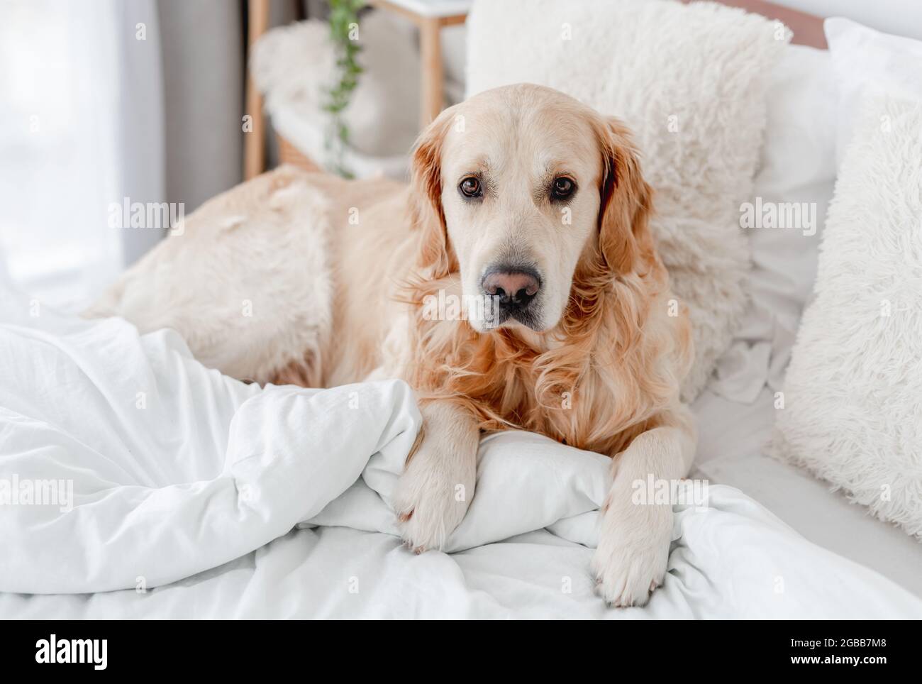 Golden retriever dog in the bed Stock Photo Alamy