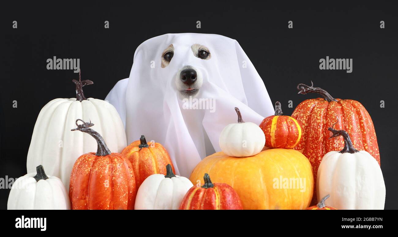 Happy Halloween autumn orange halloween pumpkin funny dog animal  leaf HD wallpaper  Peakpx