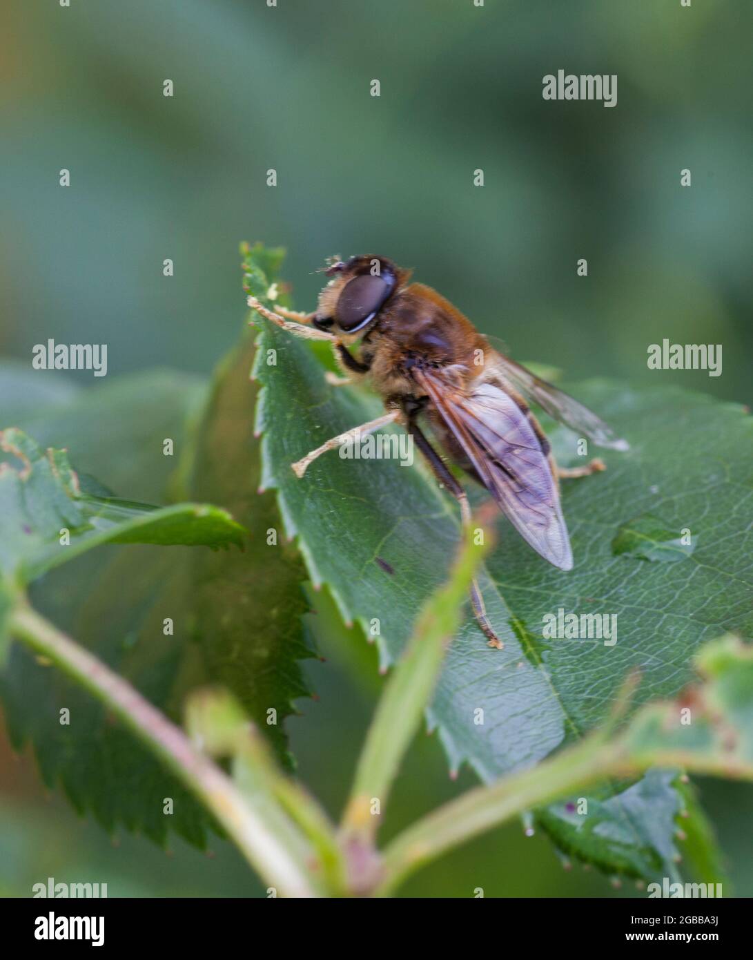 Sheep flies hi-res stock photography and images - Alamy