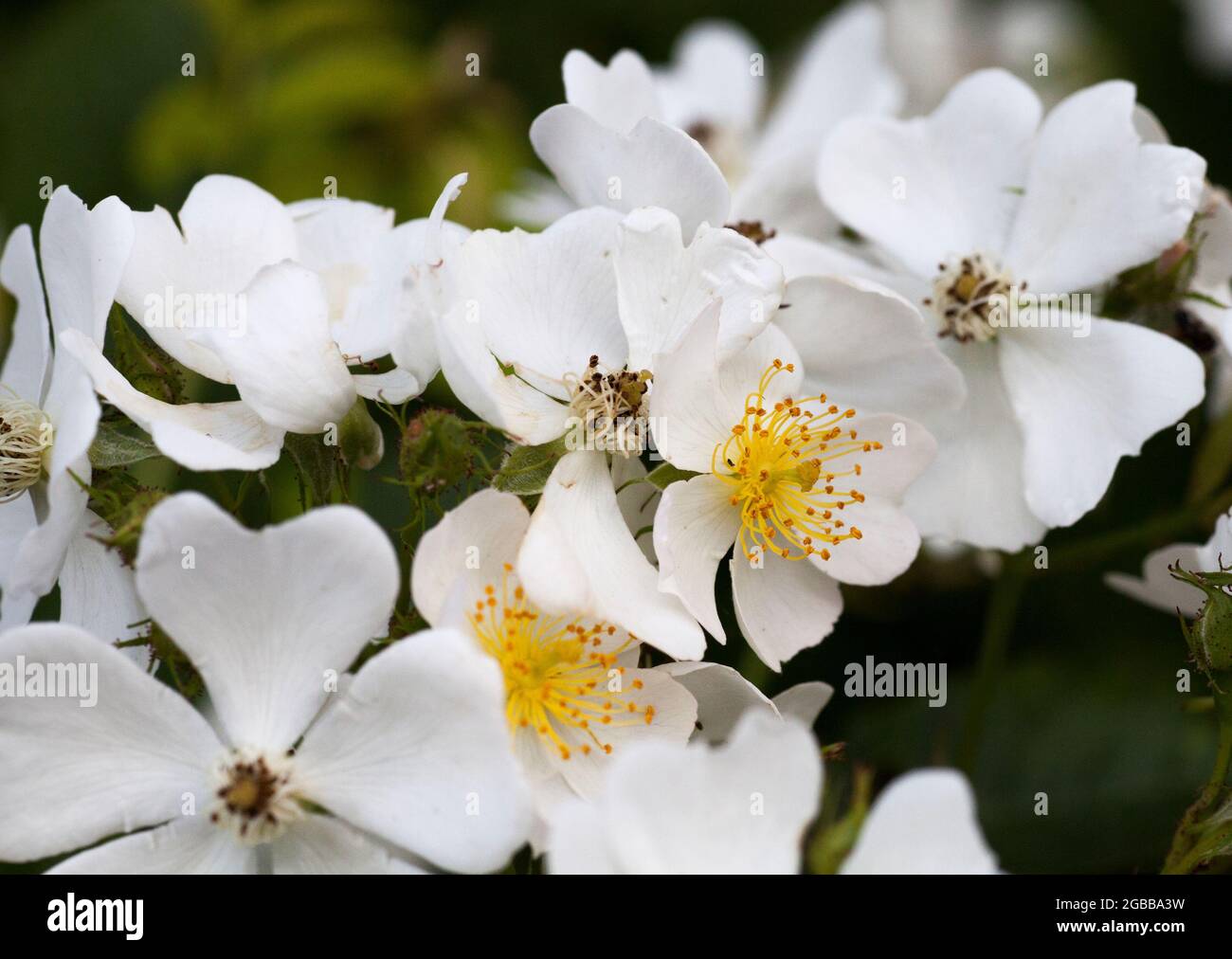 Rosa Dumalis  flowering Stock Photo
