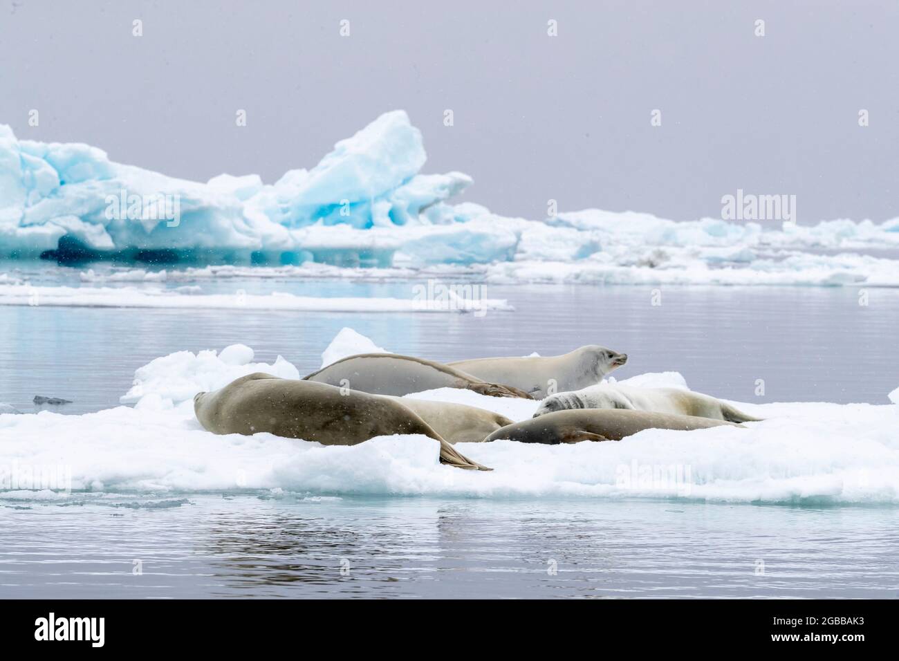 Adult crabeater seals (Lobodon carcinophaga), hauled out on the ice in Antarctic Sound, Weddell Sea, Antarctica, Polar Regions Stock Photo