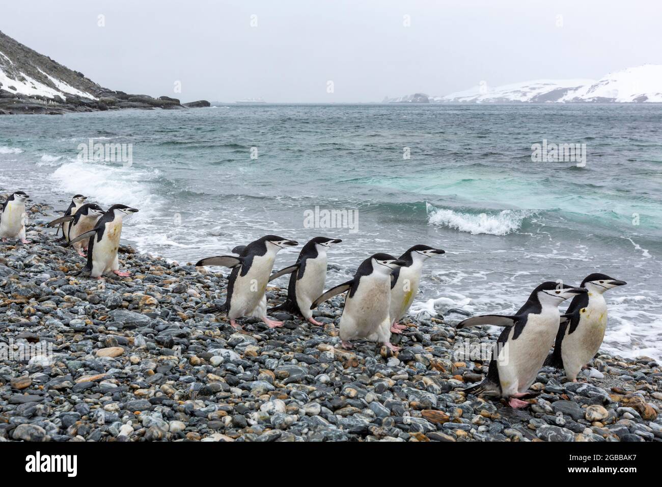Chinstrap penguins (Pygoscelis antarcticus), on the beach at Coronation Island, South Orkney Islands, Antarctica, Polar Regions Stock Photo