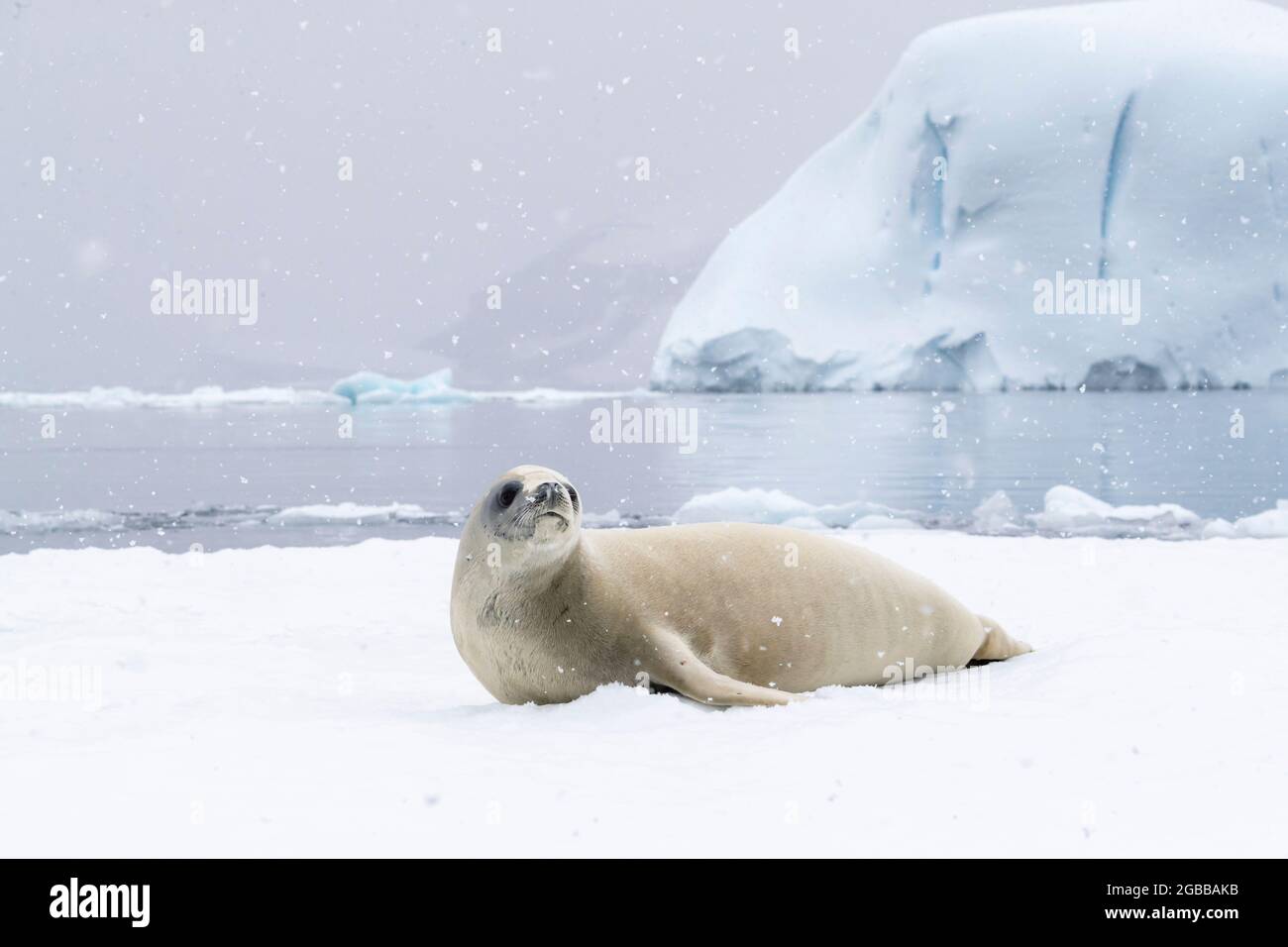 An adult crabeater seal (Lobodon carcinophaga), hauled out on the ice in Antarctic Sound, Weddell Sea, Antarctica, Polar Regions Stock Photo