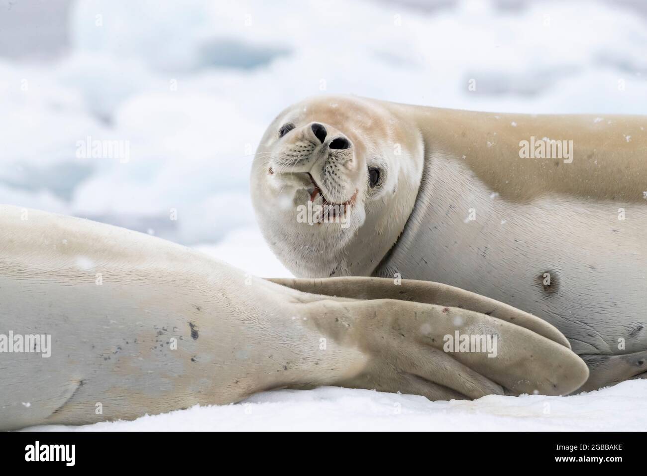 Adult crabeater seals (Lobodon carcinophaga), hauled out on the ice in Antarctic Sound, Weddell Sea, Antarctica, Polar Regions Stock Photo
