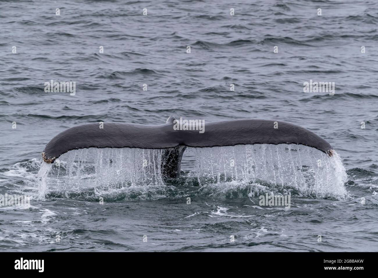 An adult humpback whale (Megaptera novaeangliae), flukes-up dive in Dallmann Bay, Antarctica, Polar Regions Stock Photo