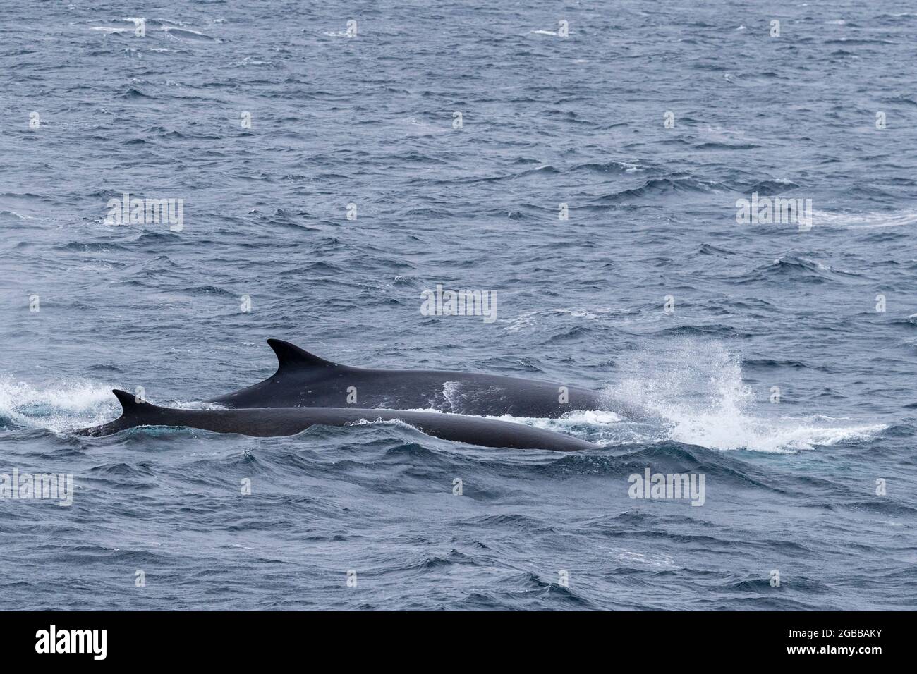 A pair of adult fin whales (Balaenoptera physalus), surfacing off Point Wild, Elephant Island, Antarctica, Polar Regions Stock Photo