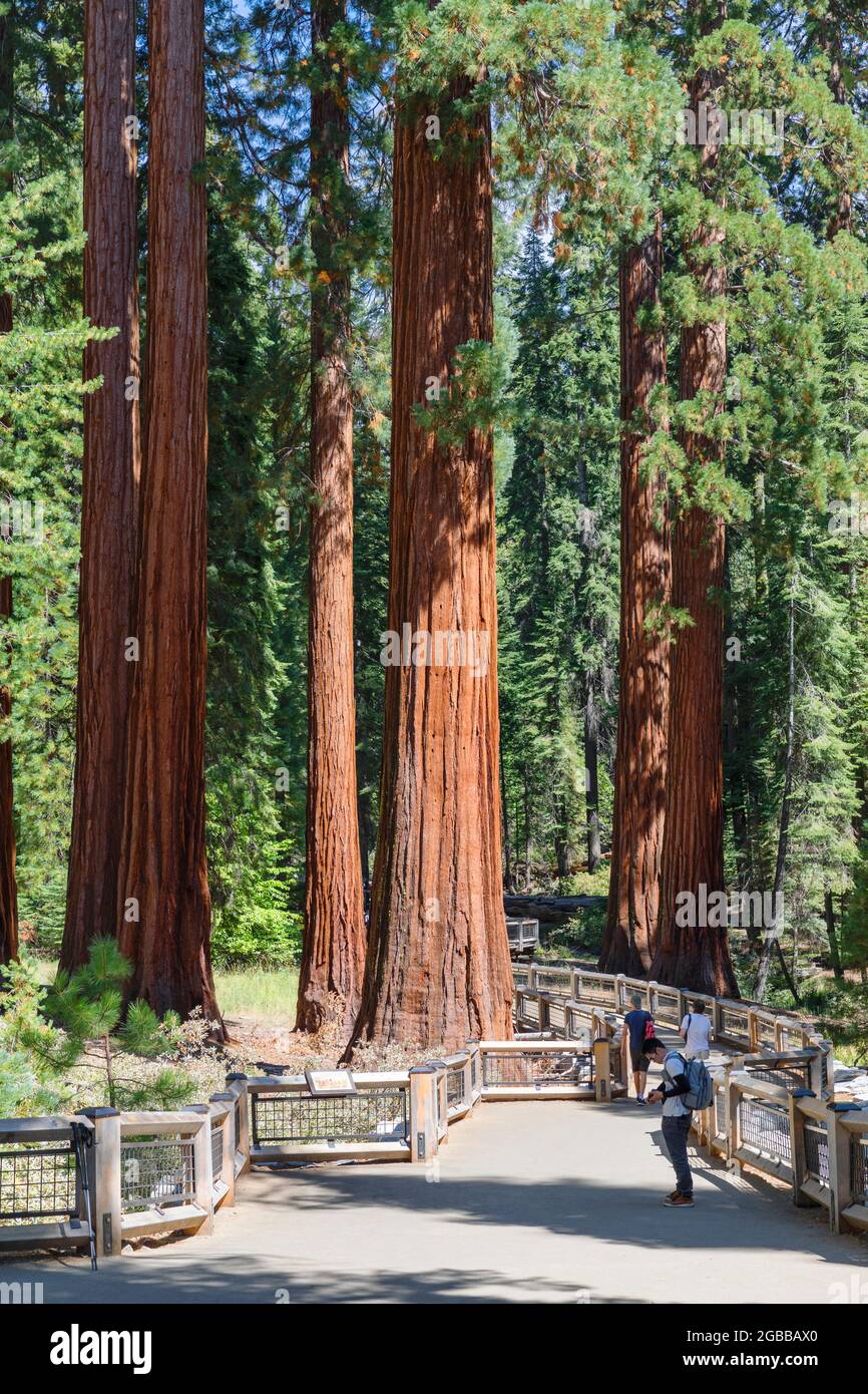 Giant Sequoia, Mariposa Grove, Yosemite National Park, UNESCO World Heritage Site, California, United States of America, North America Stock Photo