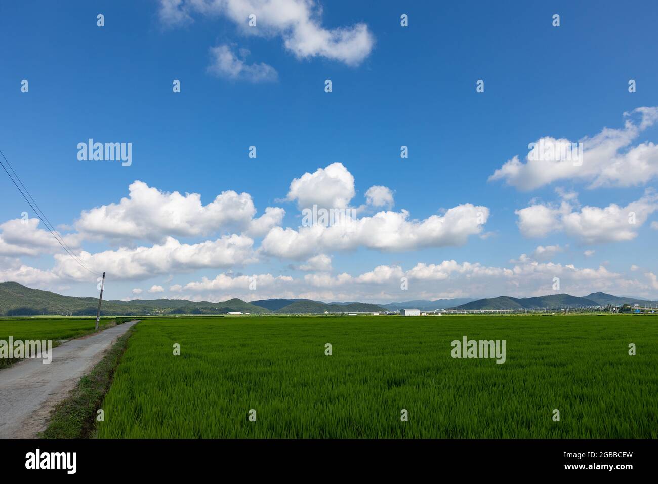 landscape of rice field with blue sky and white clouds, Gyeongju, Korea Stock Photo