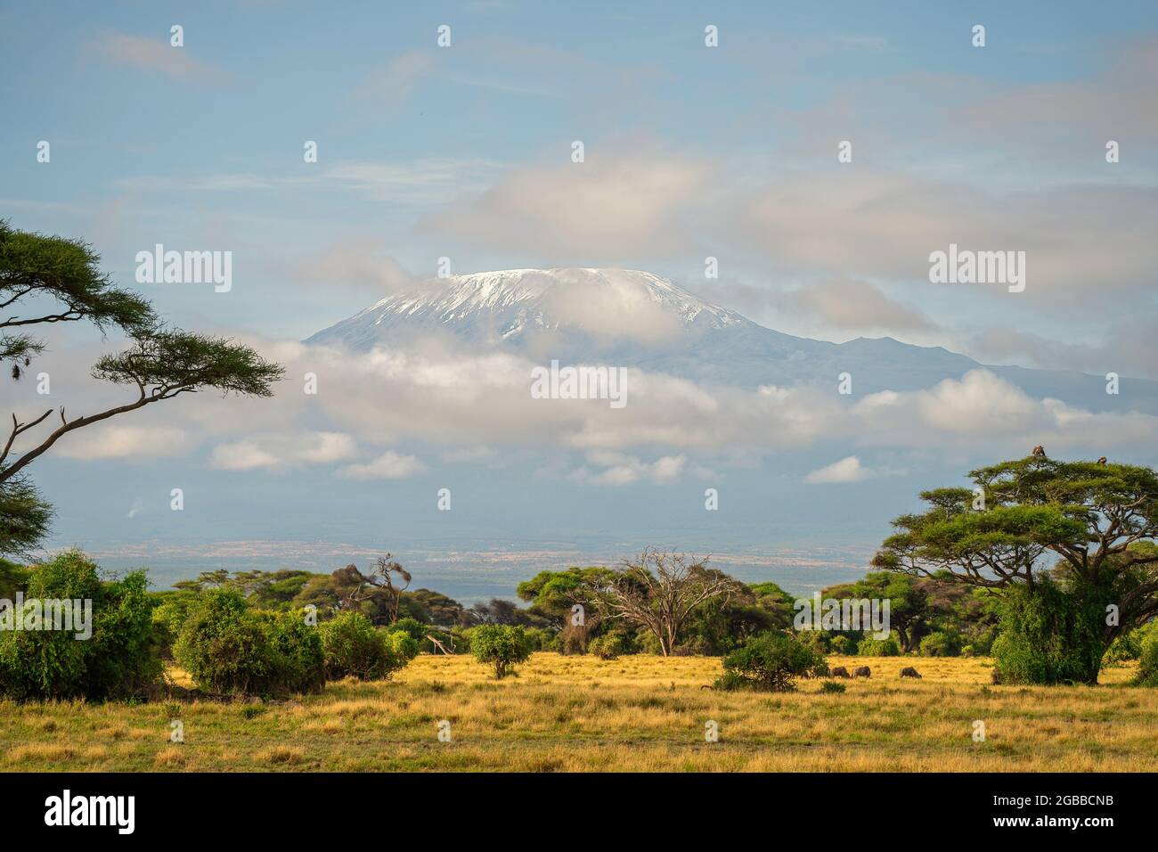 Mount Kilimanjaro from Amboseli National Park, Kenya, East Africa, Africa Stock Photo