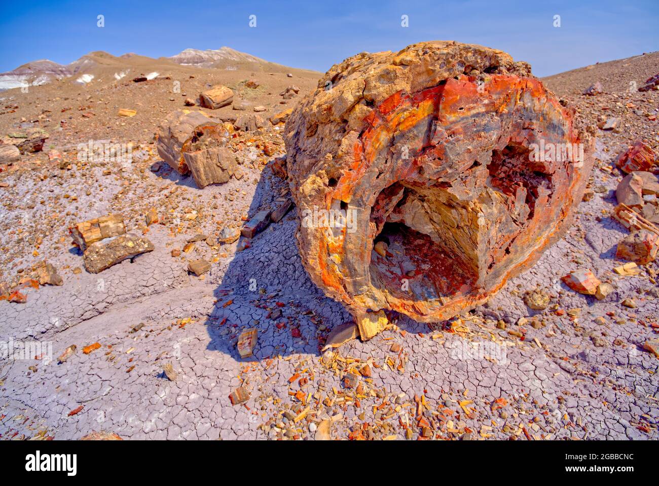 A giant petrified log on the Purple Peninsula in Petrified Forest National Park, Arizona, United States of America, North America Stock Photo