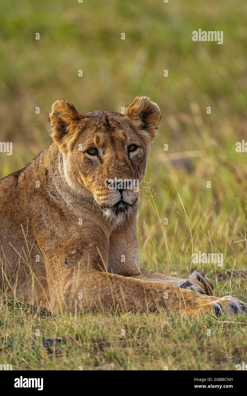 Lion at maasai mara national reserve hi-res stock photography and ...
