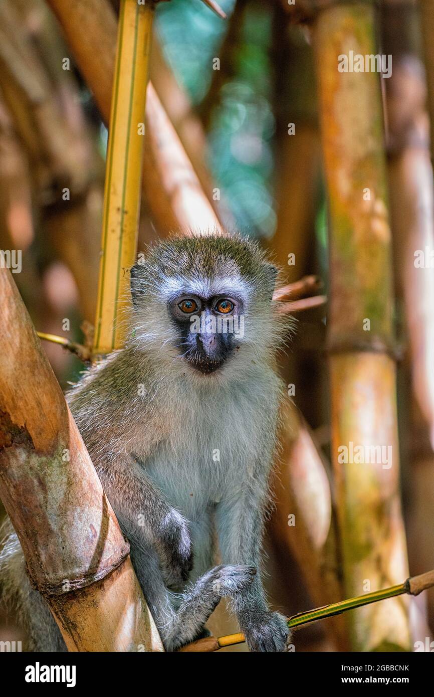 A Tantalus monkey (Chlorocebus tantalus), in a Bamboo forest in Amboseli National Park, Kenya, East Africa, Africa Stock Photo