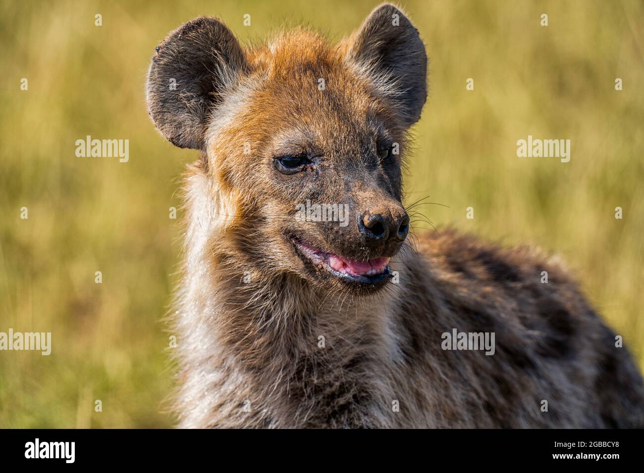 Hyena (Hyaenidae), in Amboseli National Park, Kenya, East Africa, Africa Stock Photo