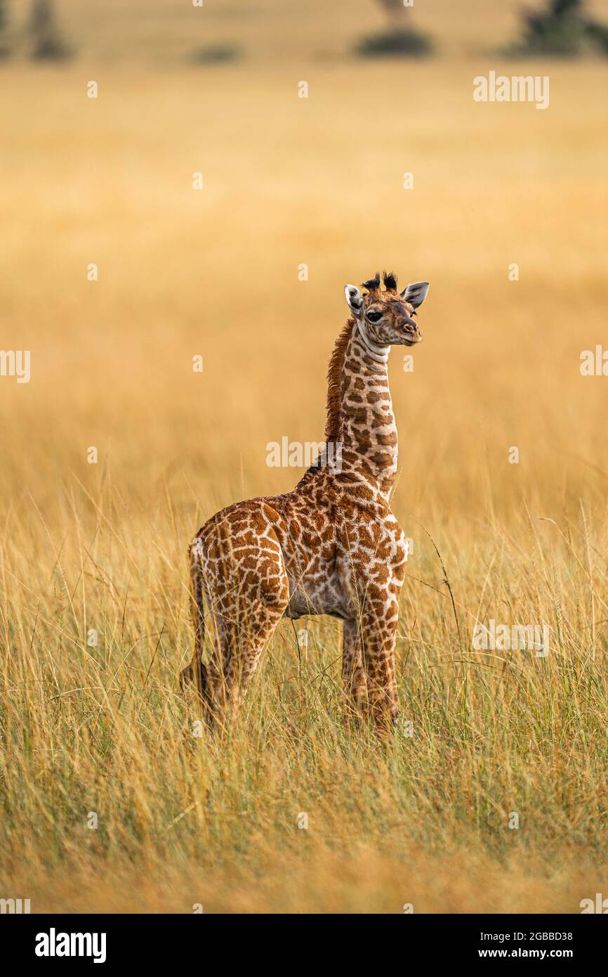 A young Giraffe (Giraffa), in the Maasai Mara National Reserve, Kenya, East Africa, Africa Stock Photo