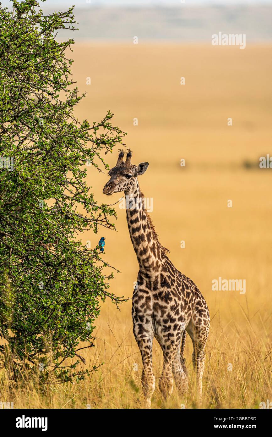 A young Giraffe (Giraffa), in the Maasai Mara National Reserve, Kenya, East Africa, Africa Stock Photo
