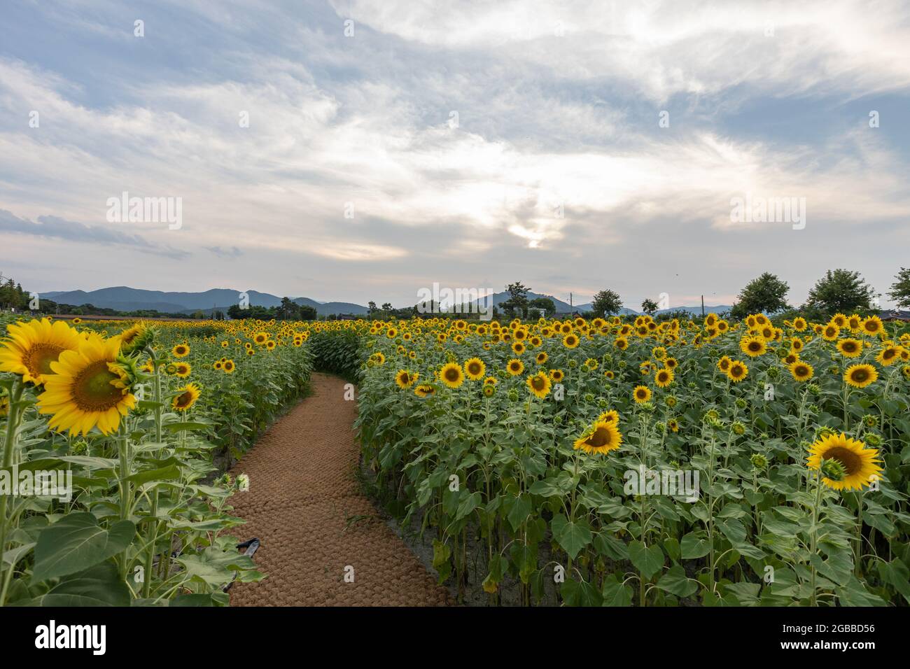 beautiful sunflower field in Gyeongju, Korea Stock Photo