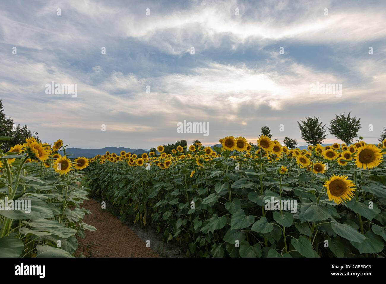 beautiful sunflower field in Gyeongju, Korea Stock Photo
