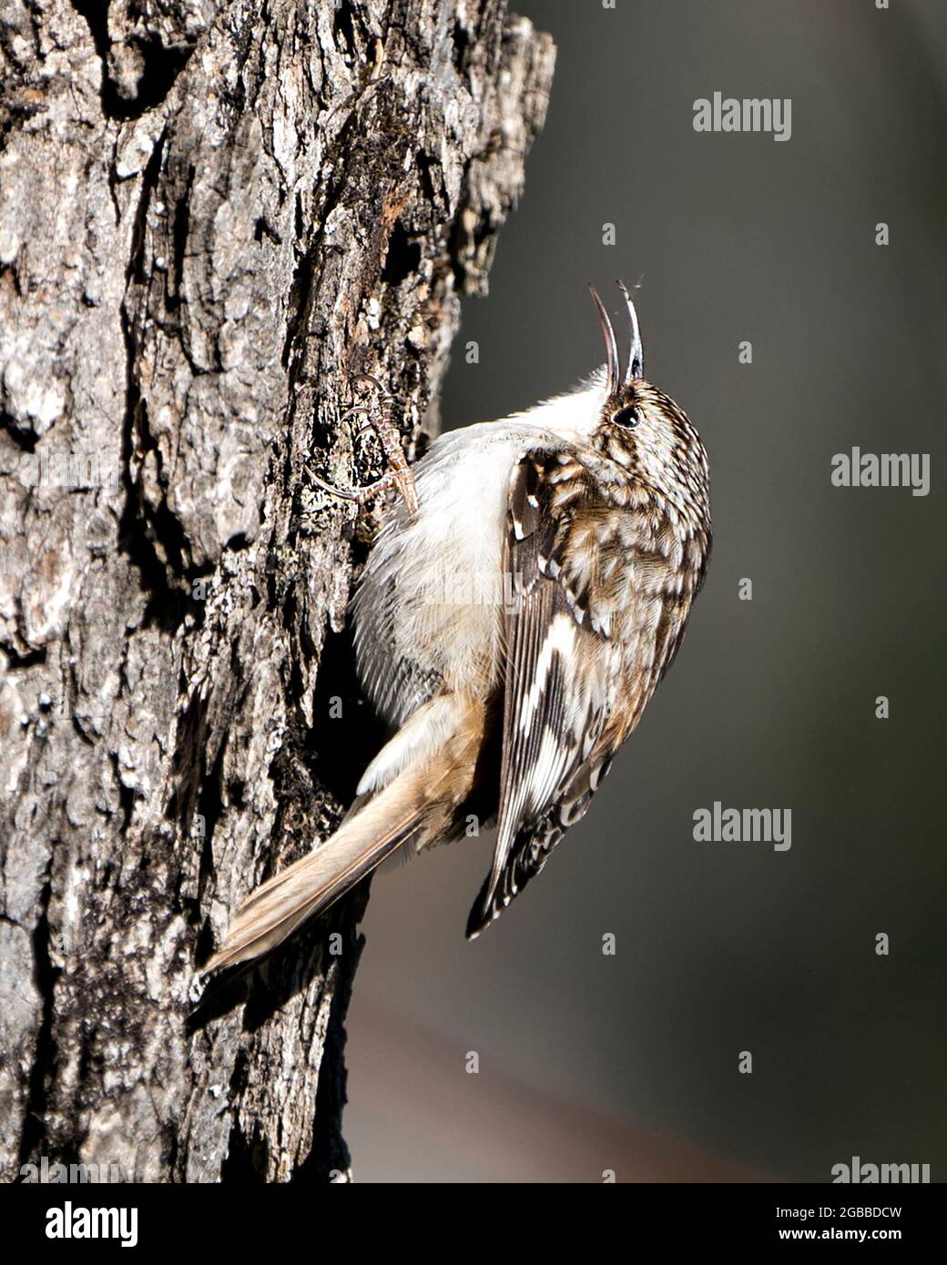 Brown Creeper bird close-up on a tree trunk looking for insect in its environment and habitat and displaying brown camouflage feathers, curved claws. Stock Photo