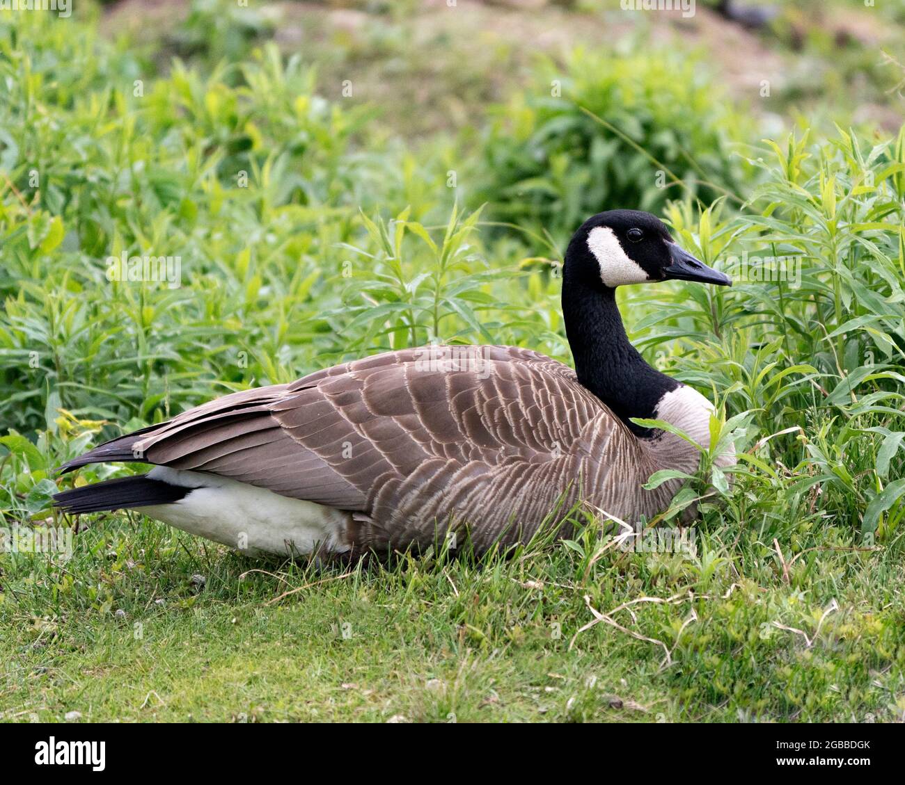 Canada Goose resting on grass with blur green background in its environment  and habitat surrounding. Image. Portrait. Photo. Picture Stock Photo - Alamy
