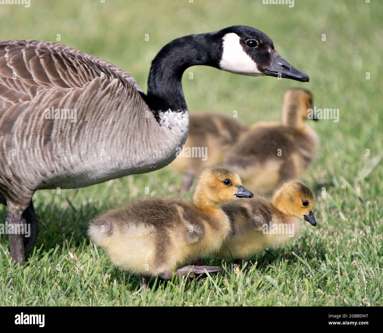 Canadian Goose with gosling babies in foliage in their environment and  habitat surrounding and the adult bird protecting the resting gosling.  Picture Stock Photo - Alamy