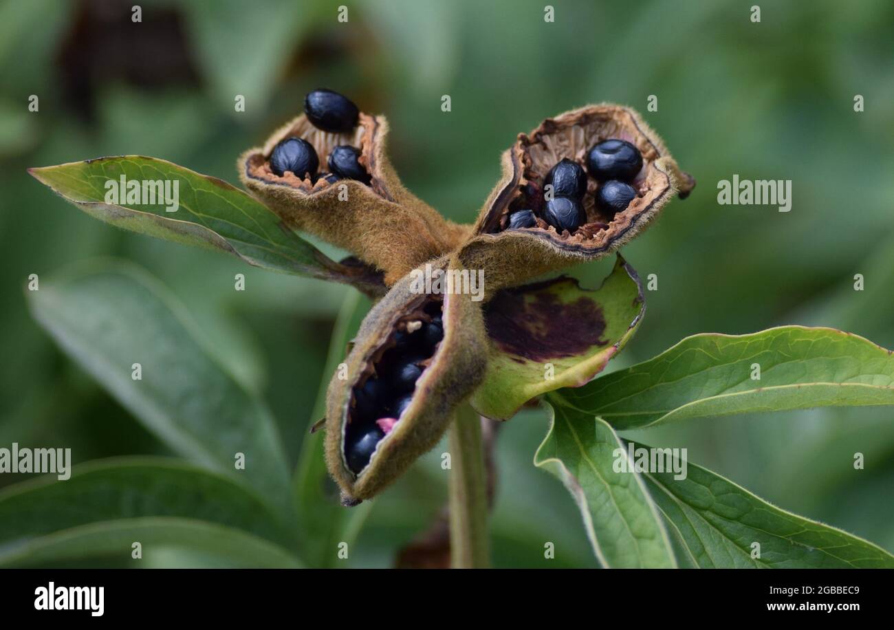 Peony seeds. Seeds of wild peony (Lat. Paeonia mlokosewitschii). Growing  peonies from seeds Stock Photo