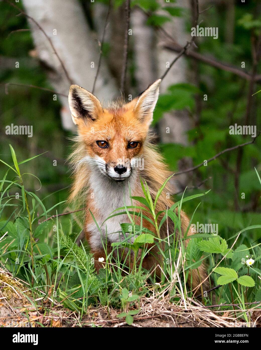 Red fox head shot close-up profile view looking at camera with a blur forest and birch trees background and enjoying its environment and habitat. Fox Stock Photo