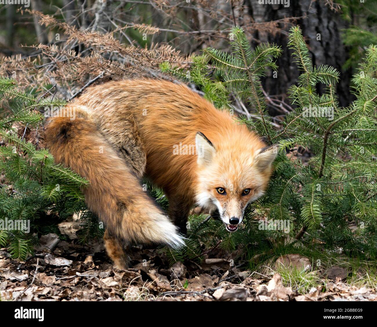 Red fox close-up profile view in the spring season displaying fox tail ...