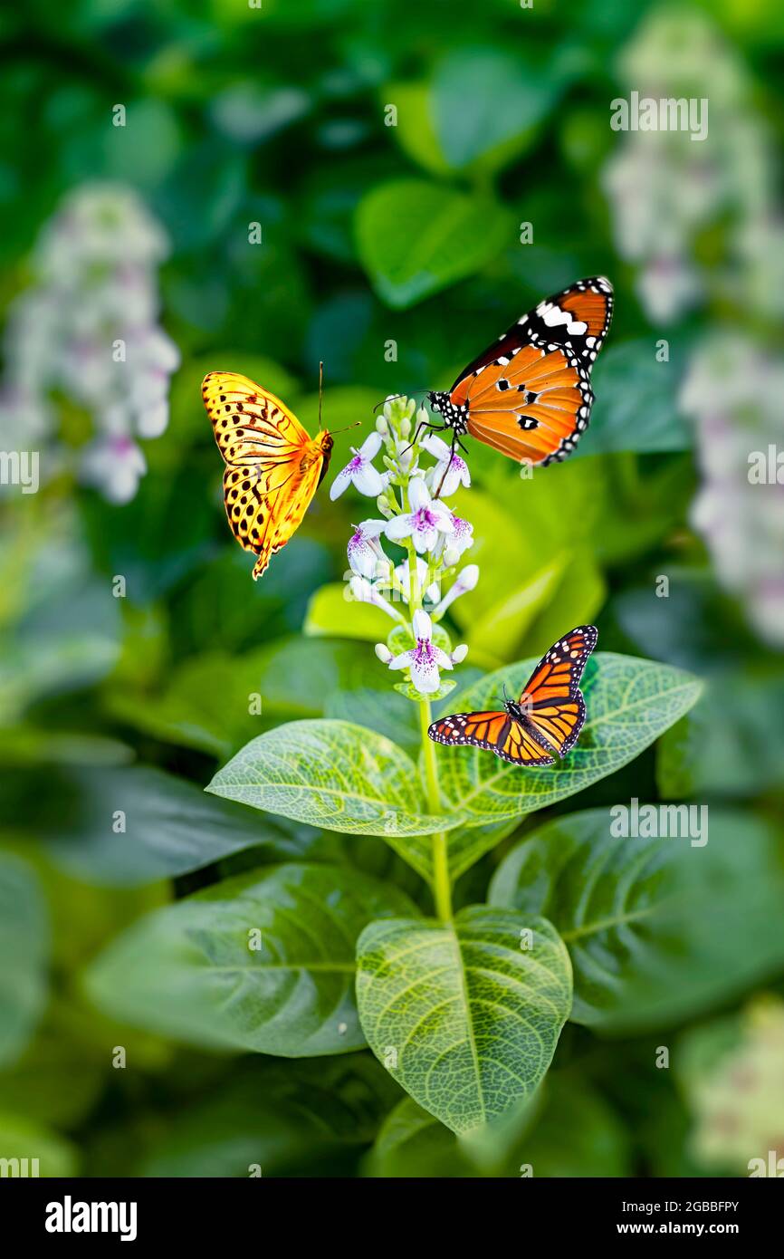 4. three butterflies Three butterflies are hovering around blossom flower with bokeh of green leaves and flowers as a background in the morning. Stock Photo