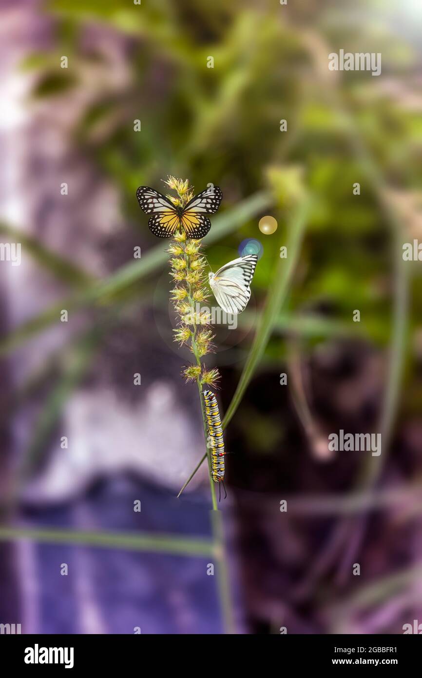 Two butterflies, Glassy Tiger or Parantica aglea and Bengal Albatros or Appias olferna, are standing on bush flowers, trying to suck sweet honey in it Stock Photo