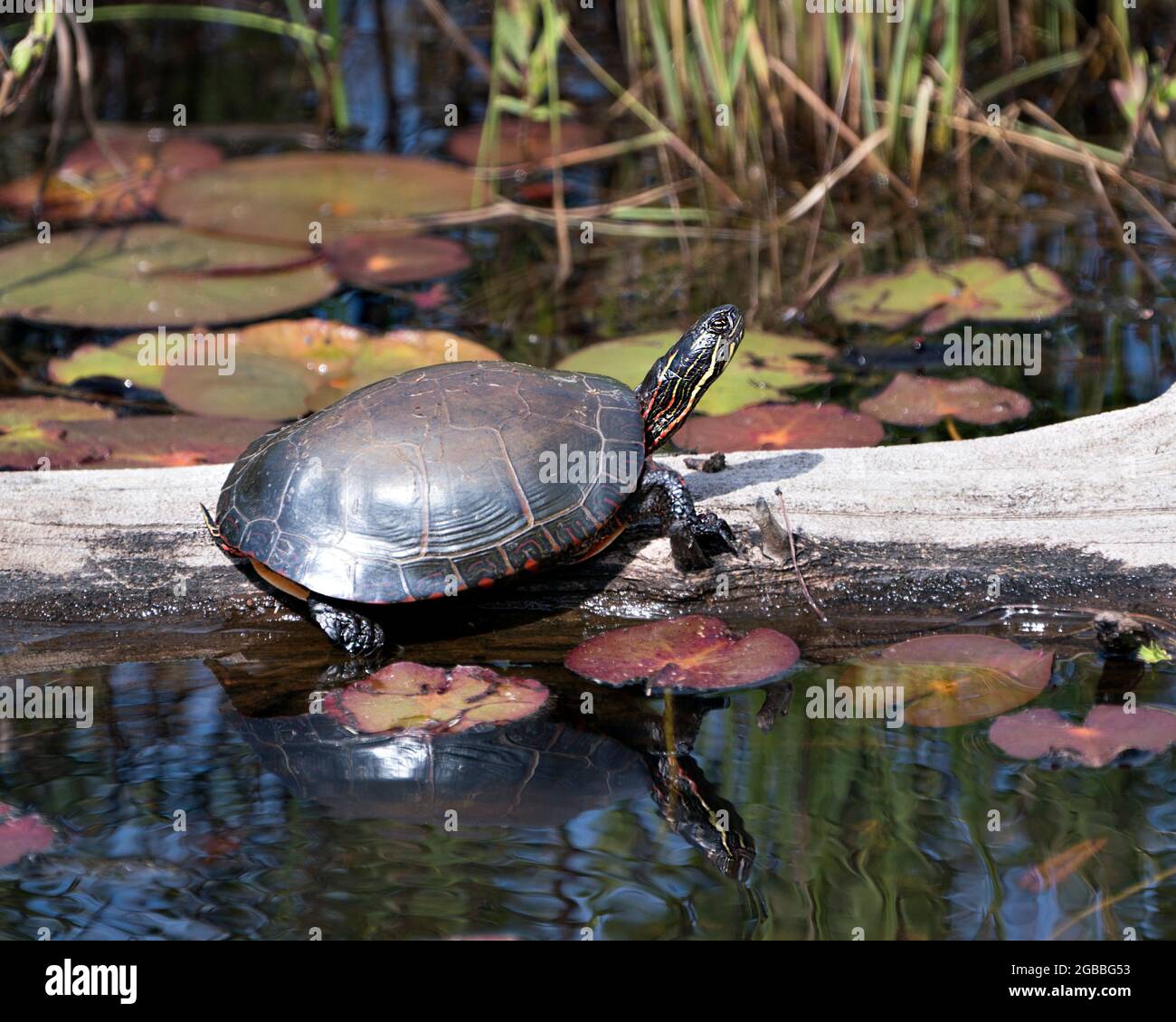 Painted turtle on a log in the pond with lily pad pond, water lilies, and displaying its turtle shell, head, paws in its habitat. Turtle Image. Photo. Stock Photo