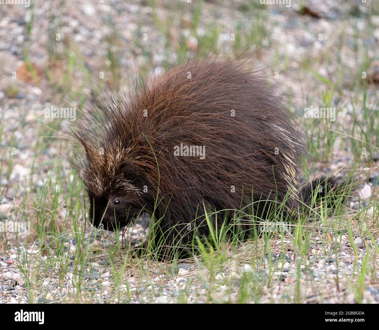 Porcupine animal close-up profile view walking on gravel on the side of road with foliage foreground and gravel and foliage background. Stock Photo