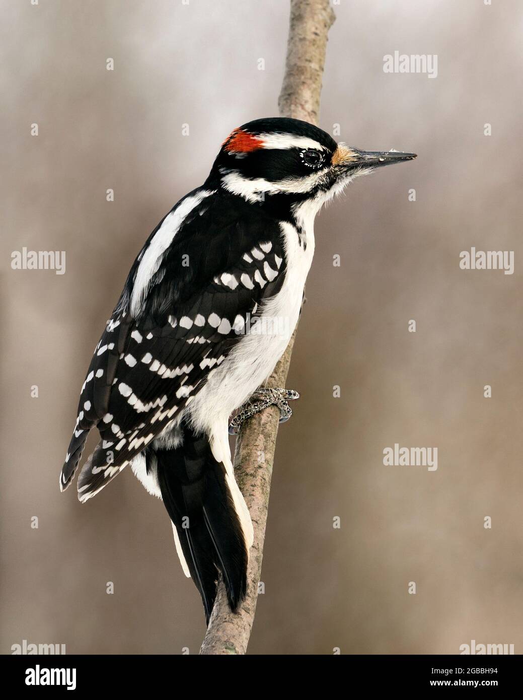 Woodpecker close-up profile view perched on a tree branch with blur background in its environment and habitat. Image. Picture. Portrait. Stock Photo