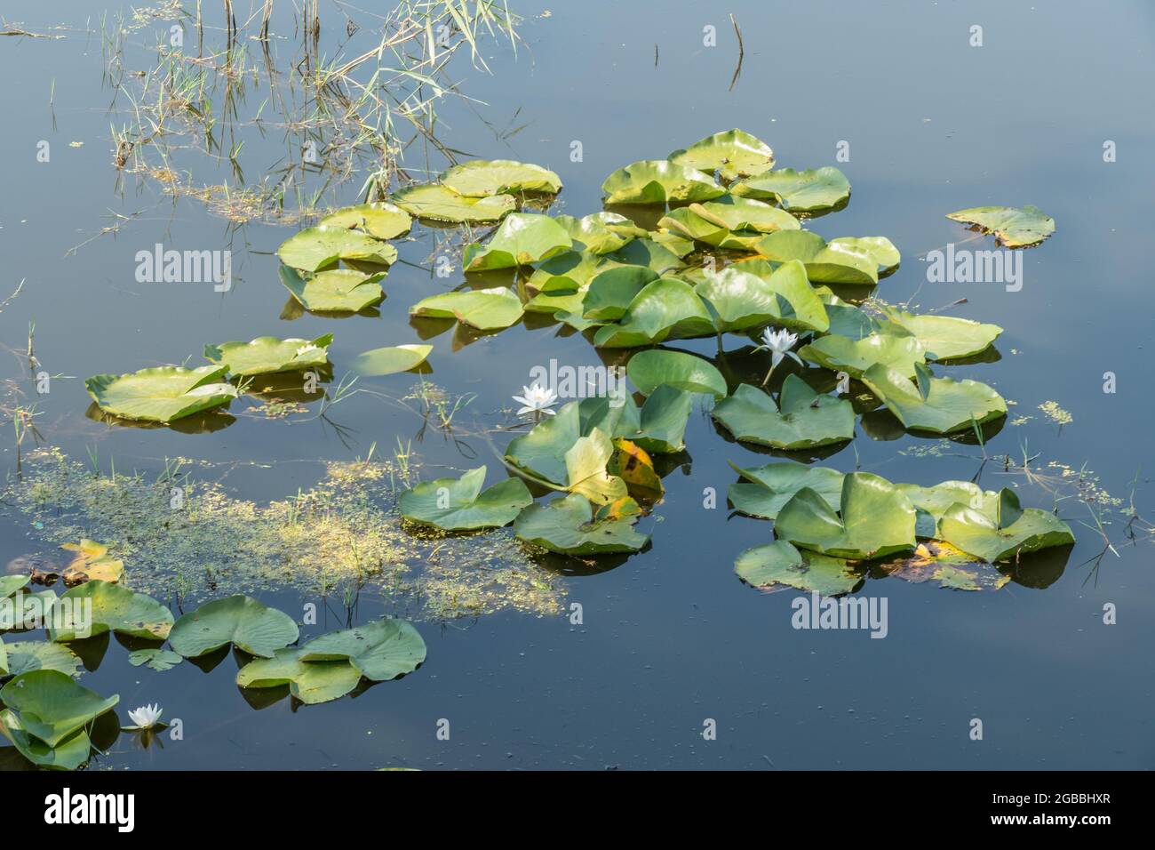 Lake Kerkini, Greece, July 13, 2021: Lake Kerkini is an artificial reservoir in Central Macedonia, Greece, created in 1932, then redeveloped in 1980, Stock Photo