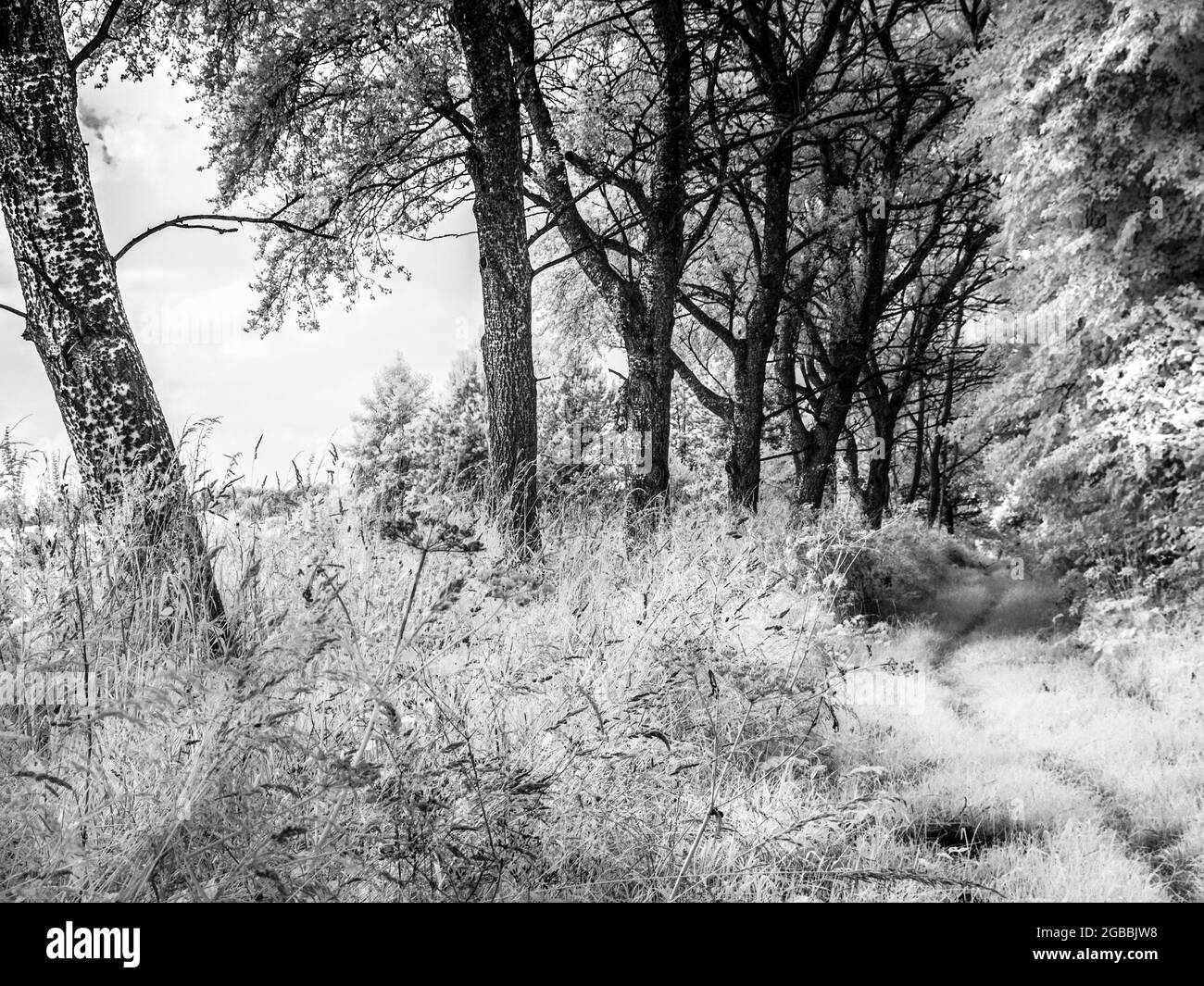 A tree-lined, grassy track in the Wiltshire countryside, shot in infrared. Stock Photo