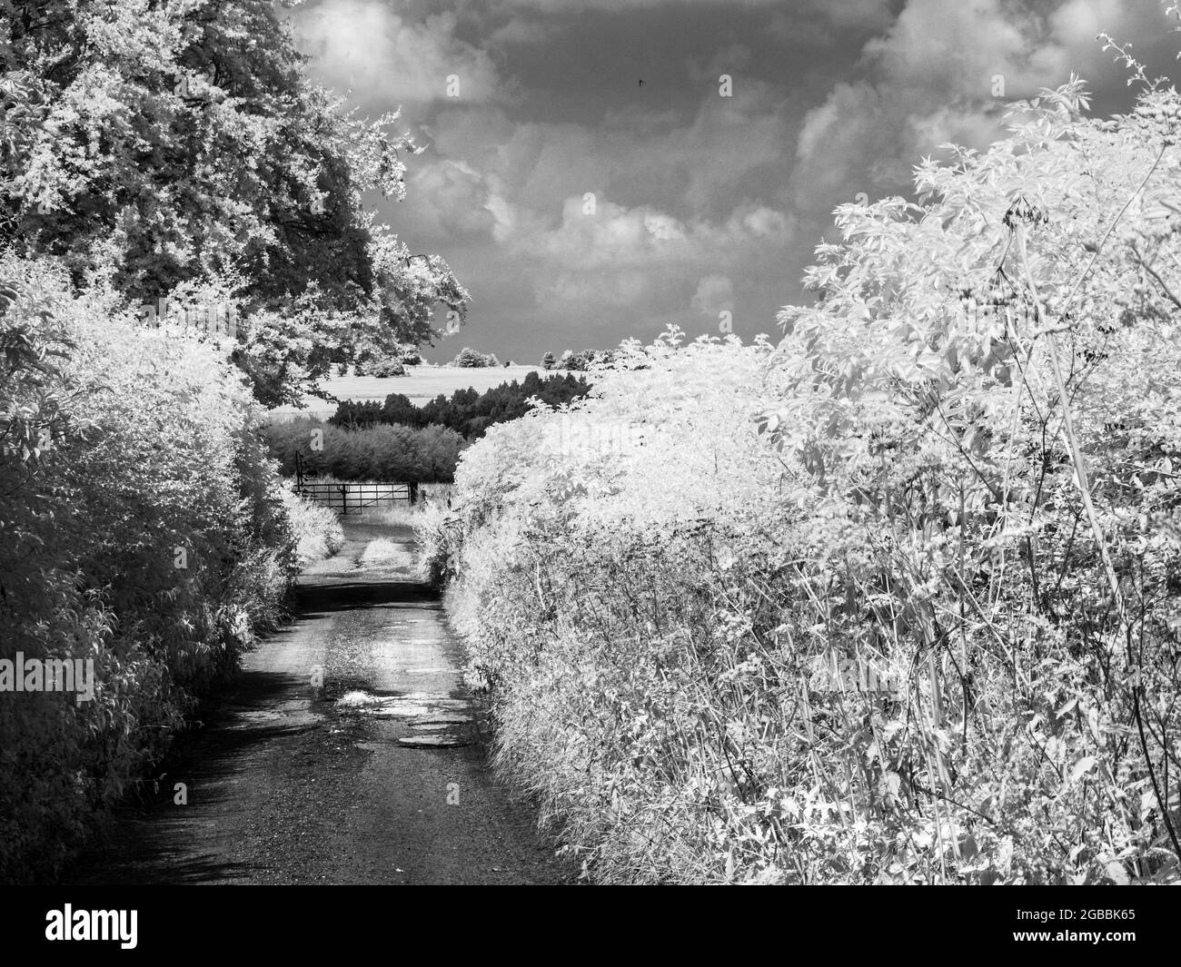 A tarmac track in the Wiltshire countryside, shot in infrared. Stock Photo